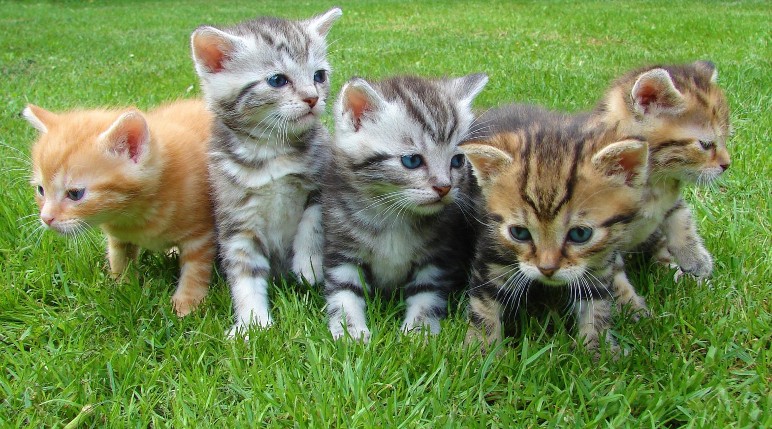Frontier Offering Free Flights To Travelers Who Adopt Stray Kittens