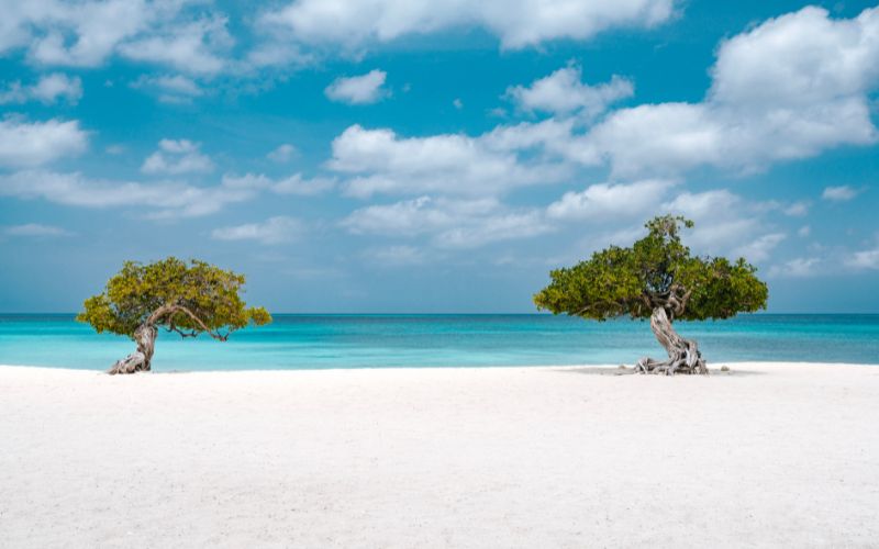 Aruba weatherperson contest image of fofoti trees at eagle beach