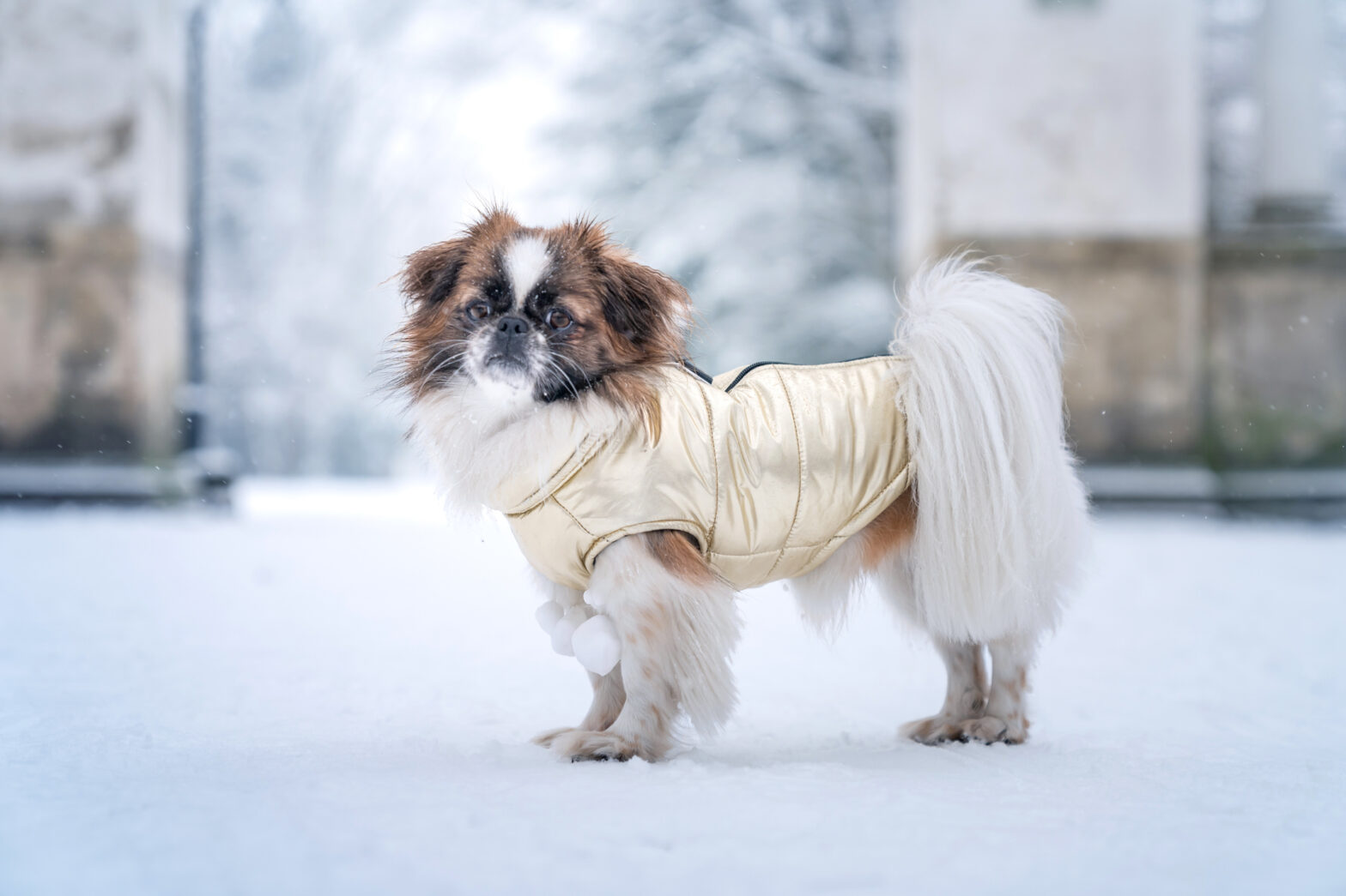 Best Jackets for Your Pets To Wear To A Cold Destination