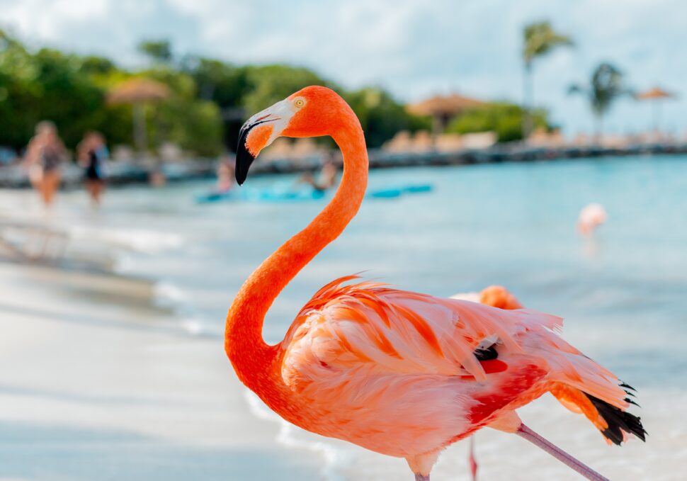 Flamingo on the Beach in Aruba