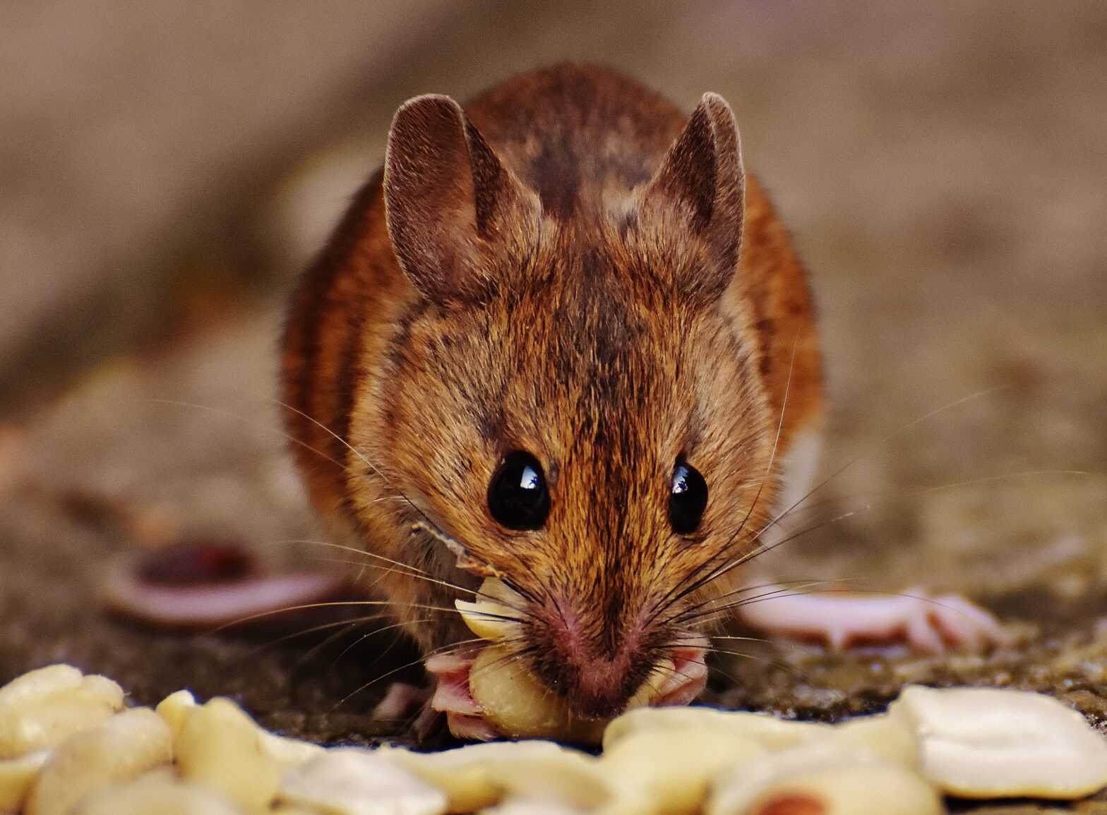 close up image of rat