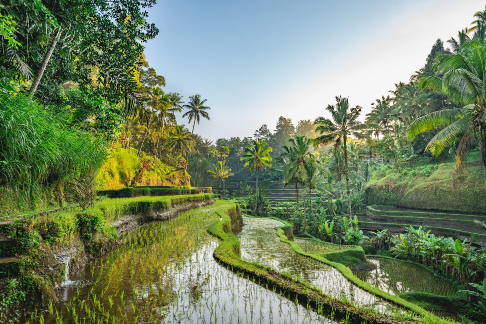 travel to bali without vaccine