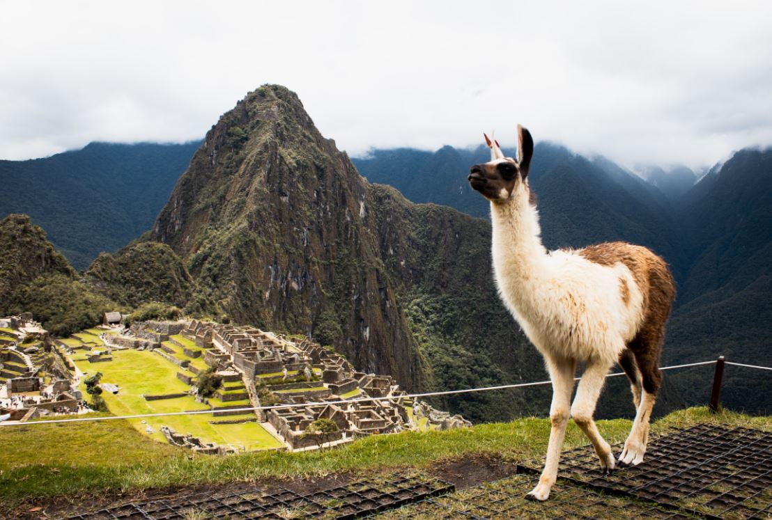 A llama standing against a green backdrop in Peru. Machu Picchu is a remarkable place to visit. Read on for more interesting facts about this travel destination.