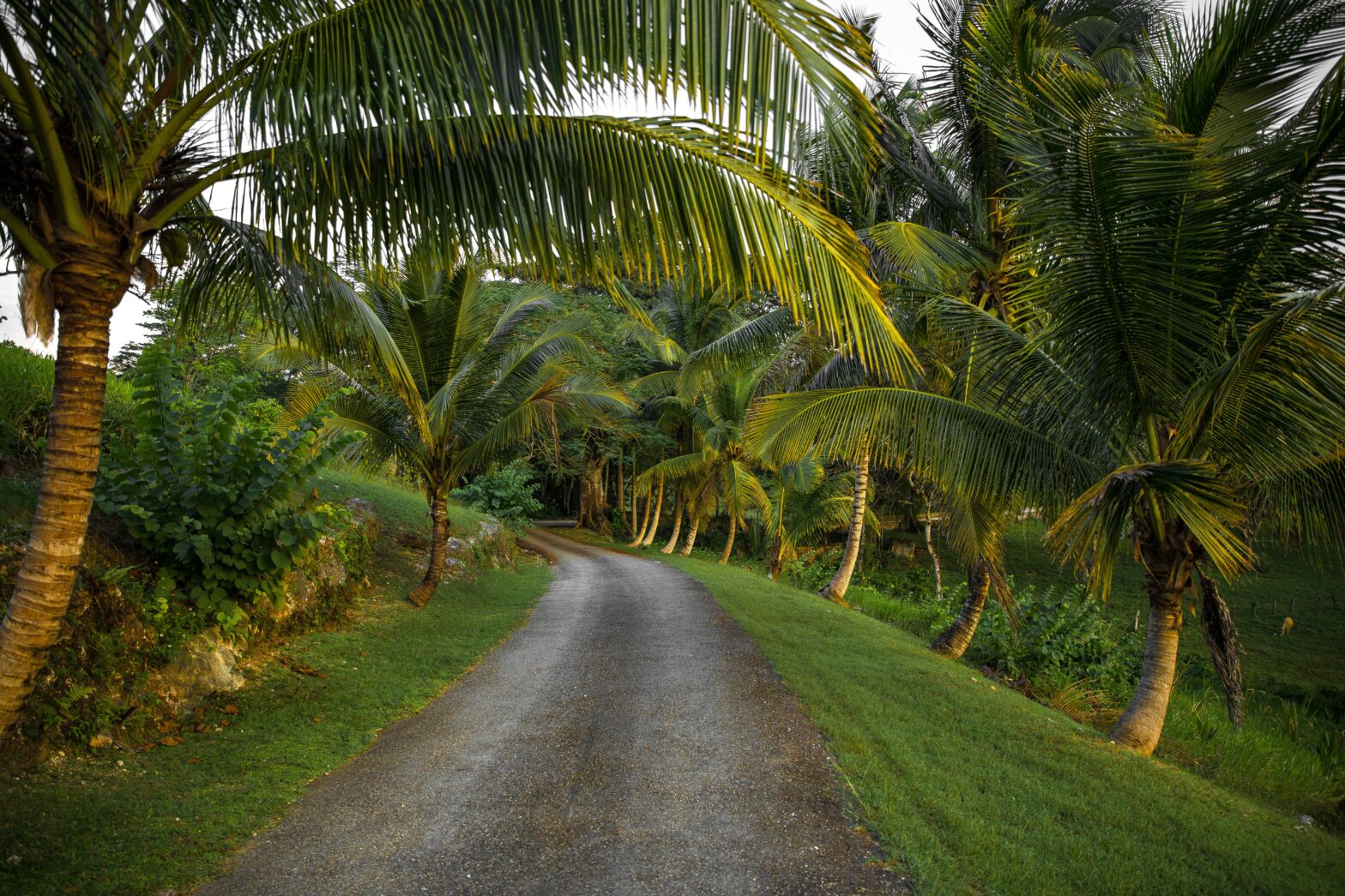 lush palm trees and greenery landscape