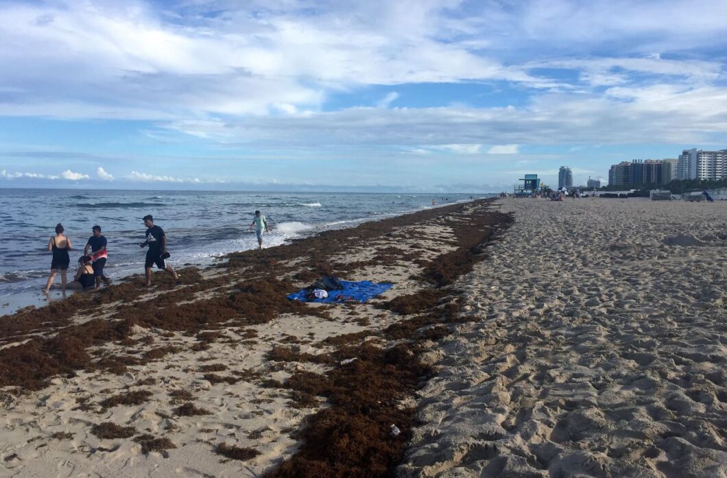 As Summer Vacation Looms, Florida Experiences Impact of Sargassum Seaweed