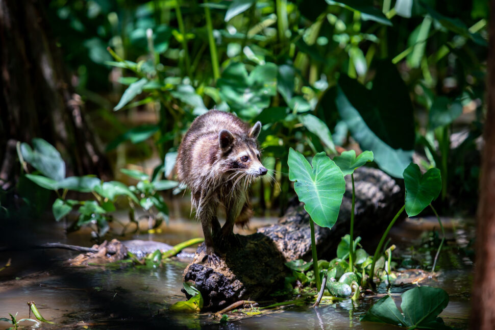 Raccoon in the Louisiana Bayou