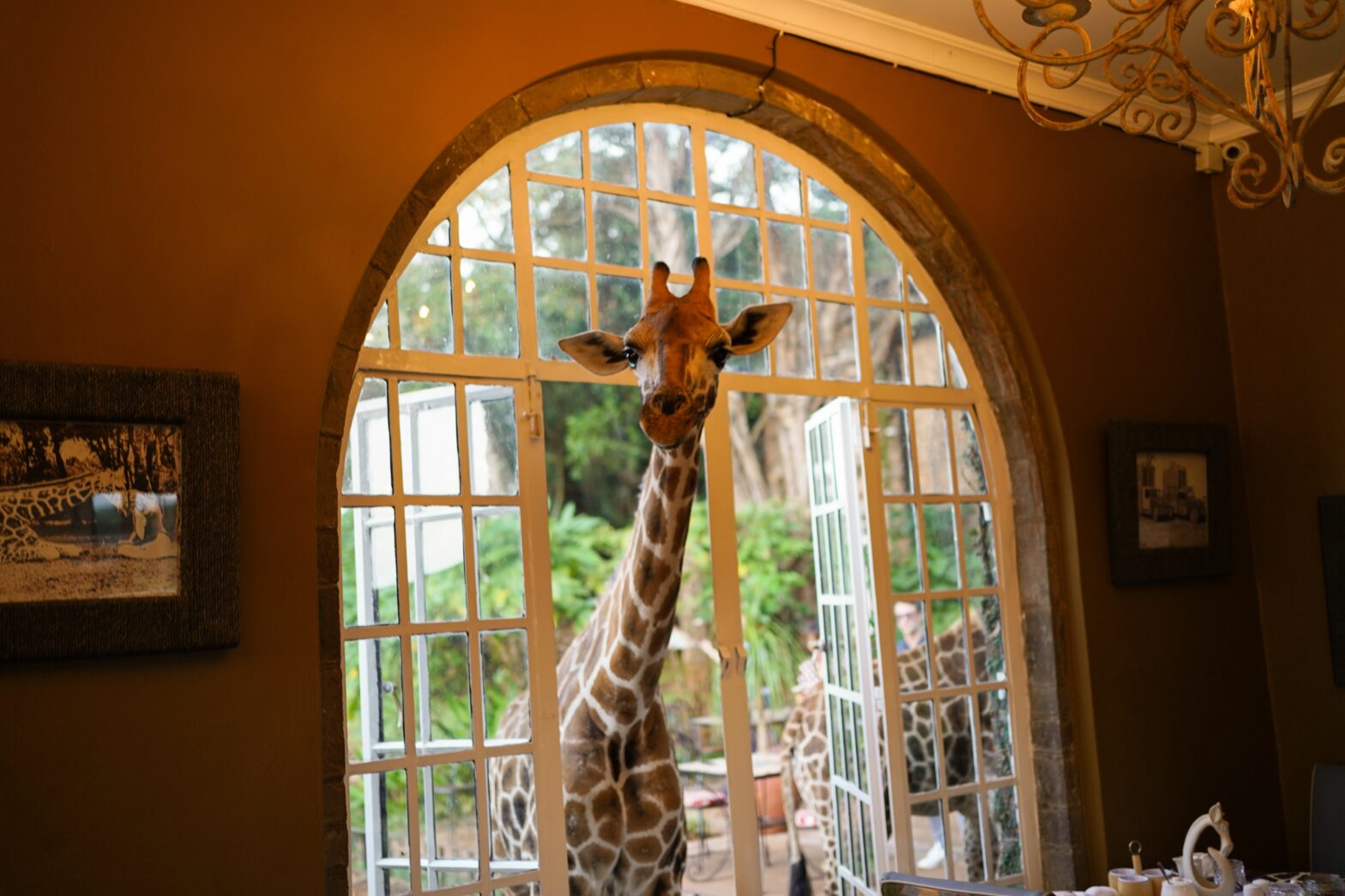 giraffe sticking head through window at Giraffe Manor Hotel