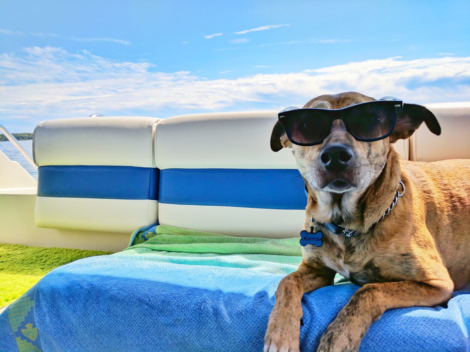 Want To Explore NYC With Your Furry Friend? Here Are 5  Pet-Friendly Hotels