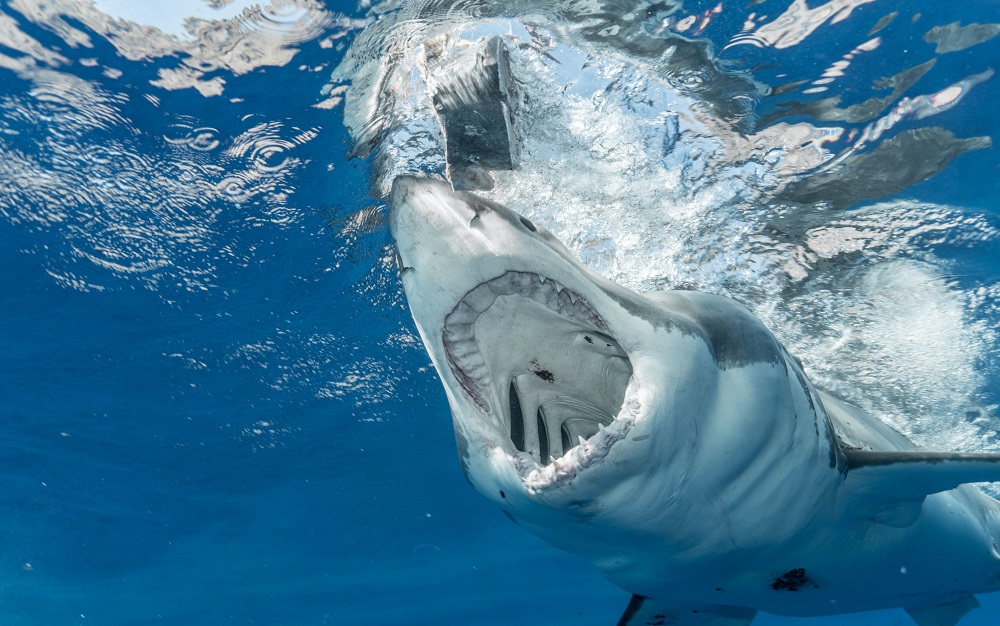 Here's the Top 10 States with a Higher Rate of Shark Attacks
