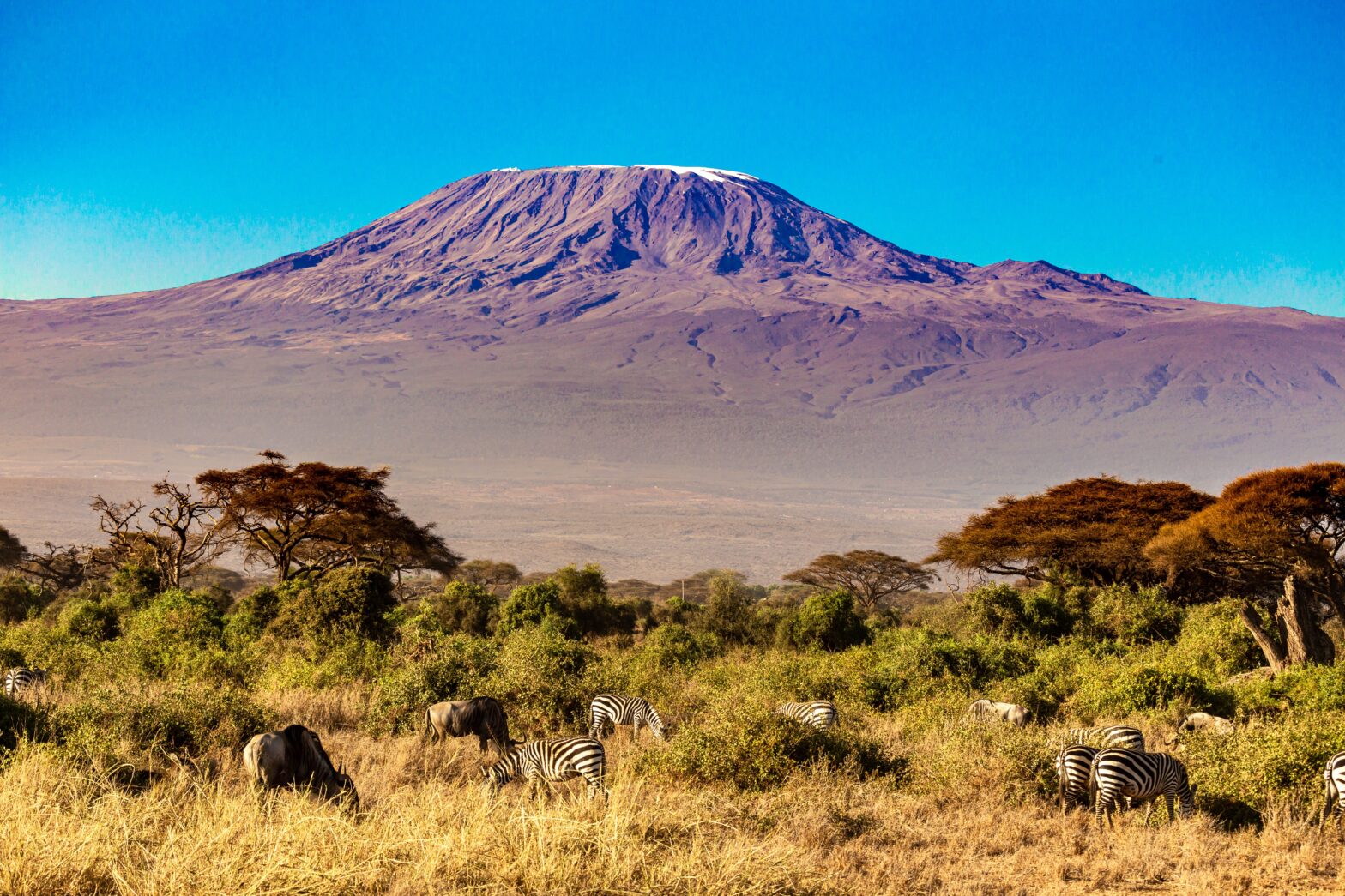 Is Kilimanjaro On Your Bucket List? Here's How You Can Conquer Africa's Tallest Peak