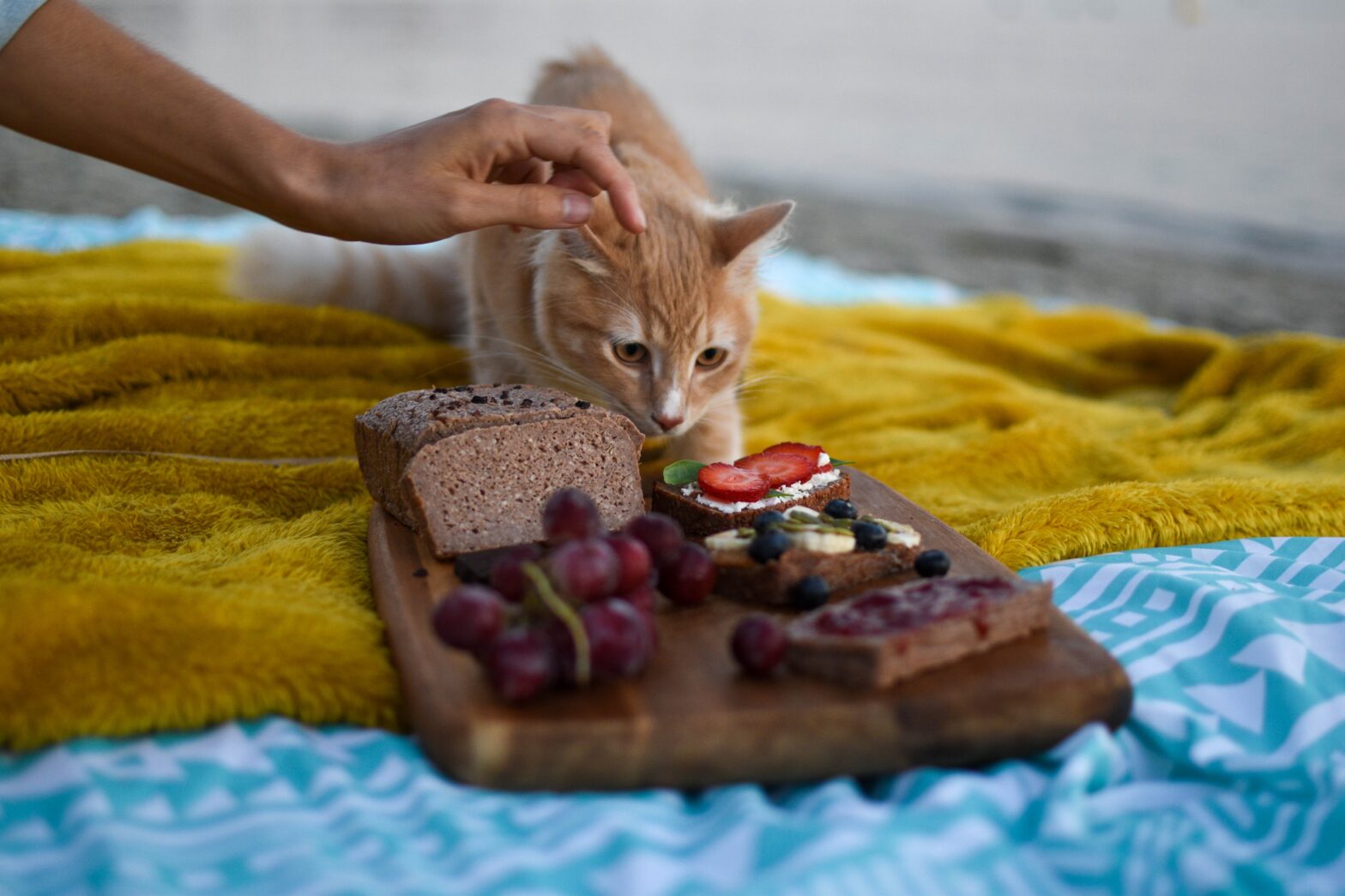 cat near food