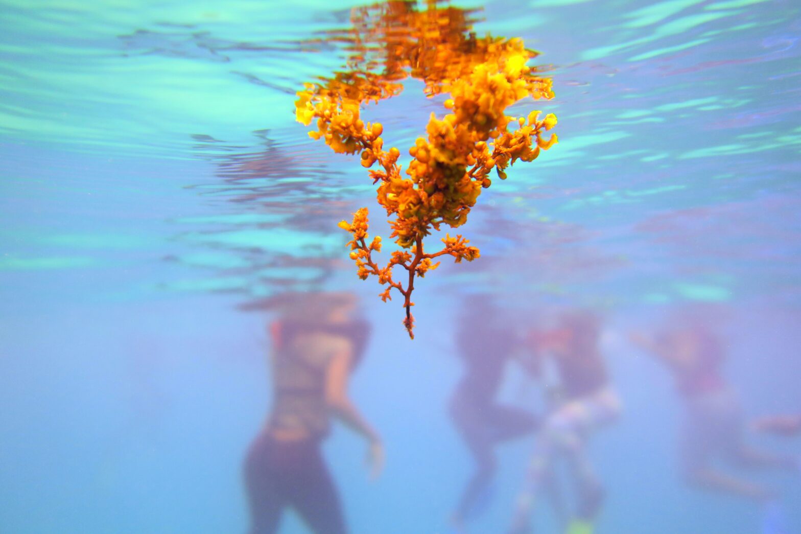 seaweed in ocean water