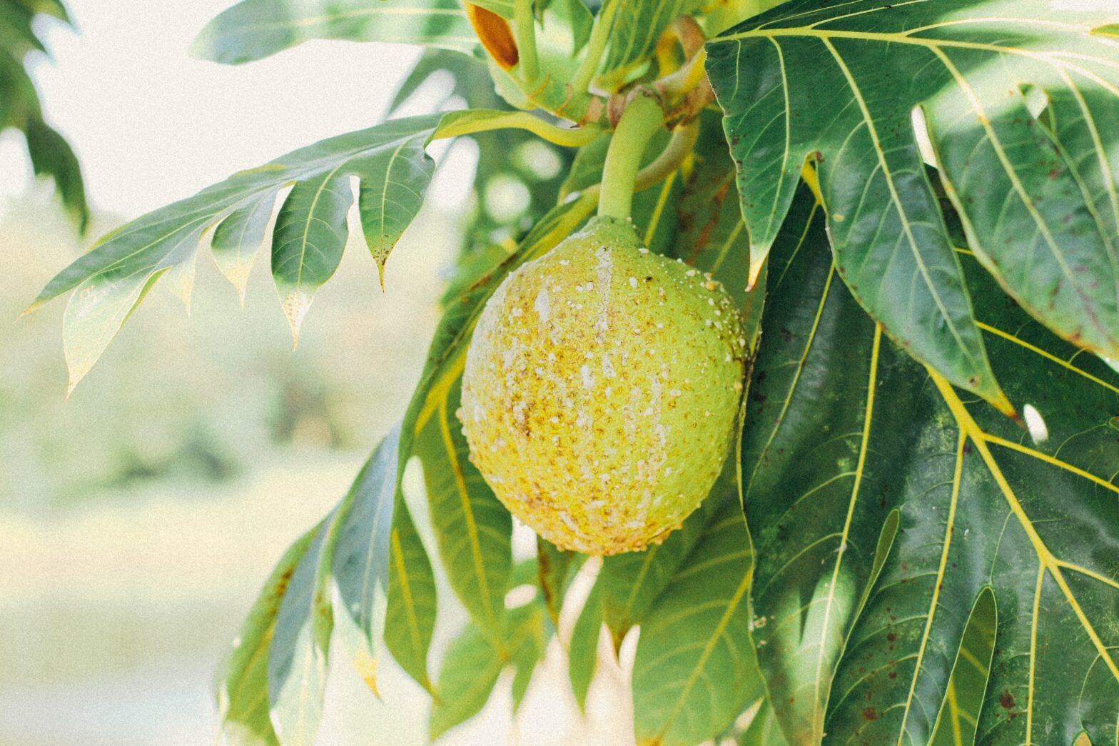 Here's What To Know About St. Vincent's Breadfruit Festival