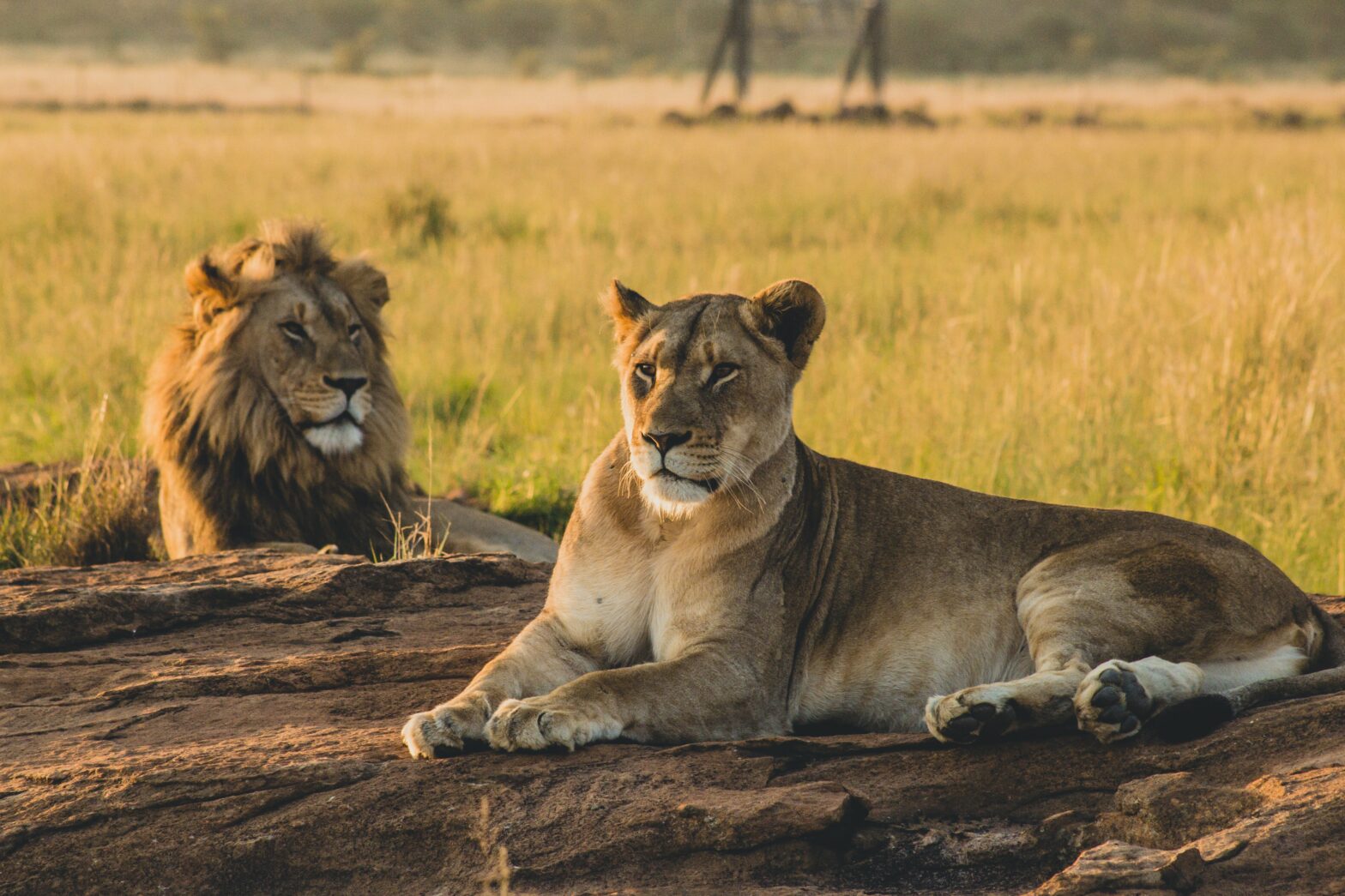 Planning an African Safari? Here's Where You Can Spot the Big 5