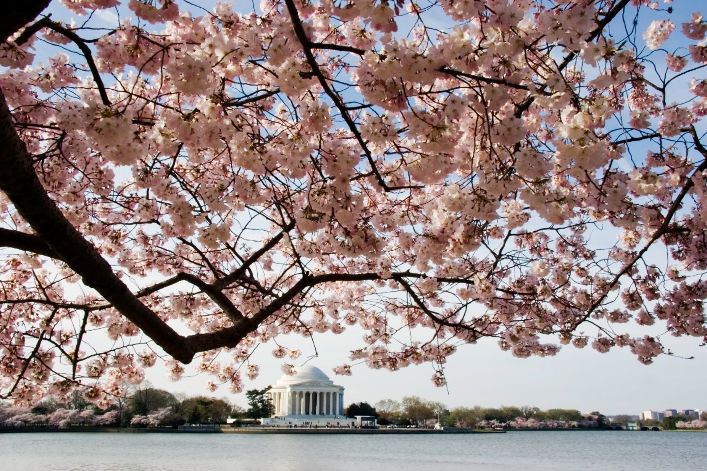 cherry blossoms in Washington DC - flower festivals