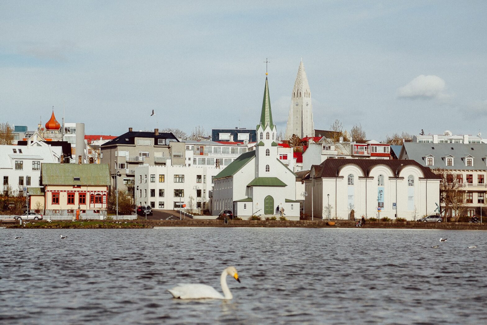 seaside view of Reykjavik Iceland with swan swimming