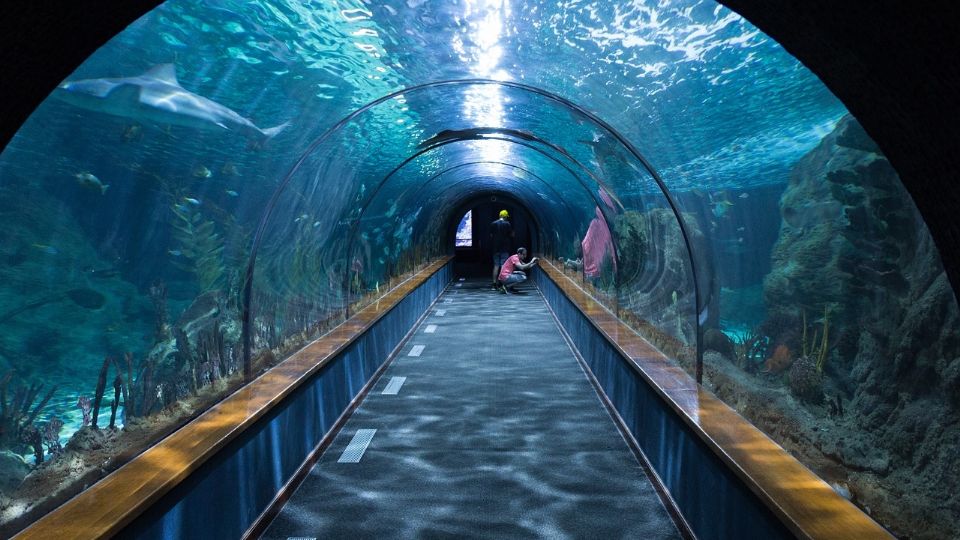 Latin America's Largest Aquarium Set to Open In Mexico This Year