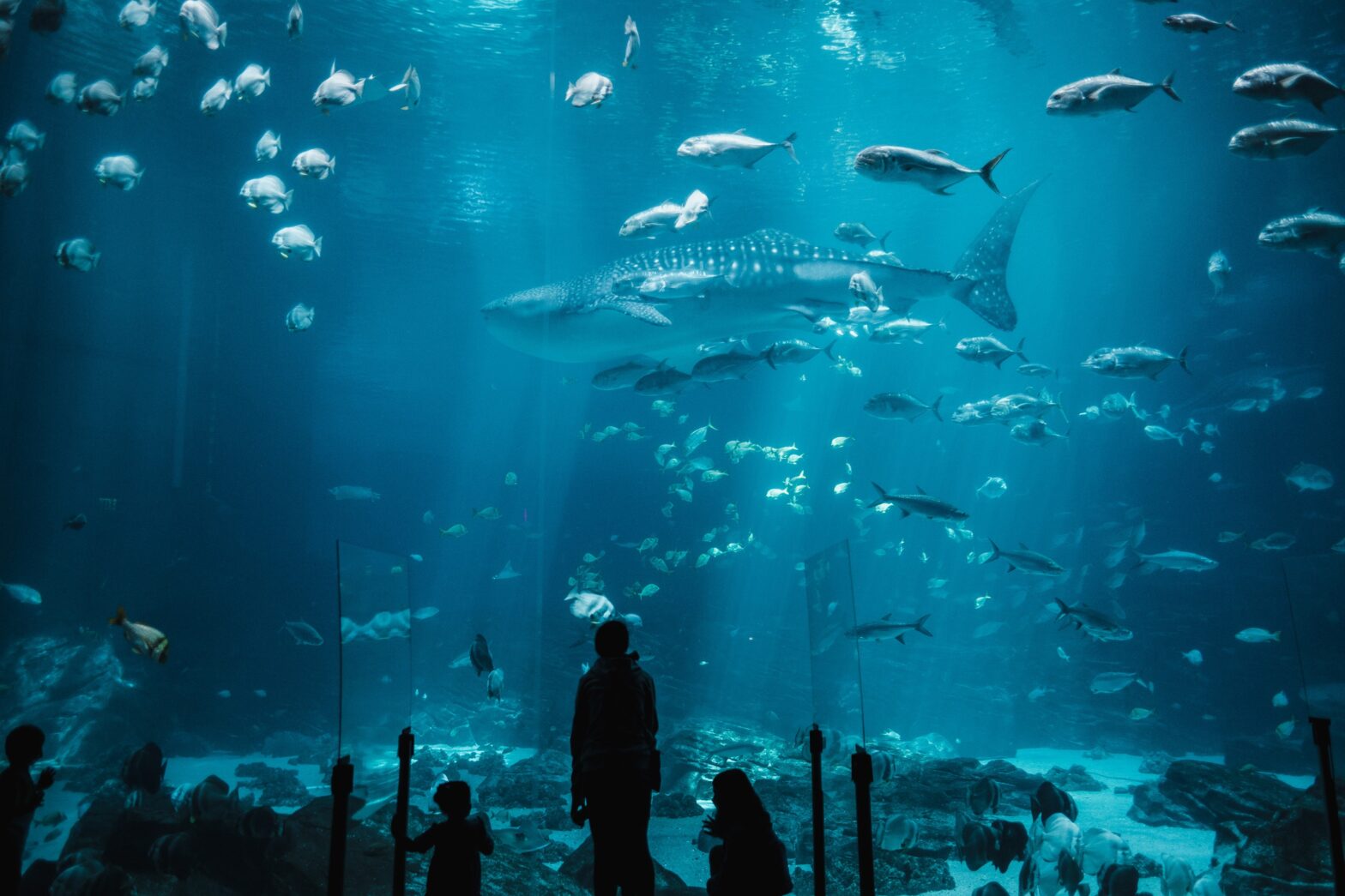 Exploring Seven Aquariums Redefining Sustainability
