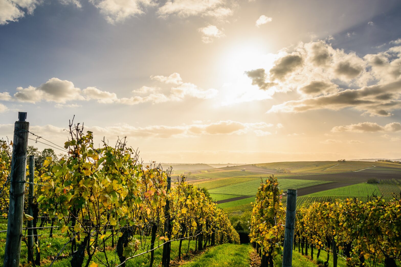 6 Wine Destinations Beyond Napa and France