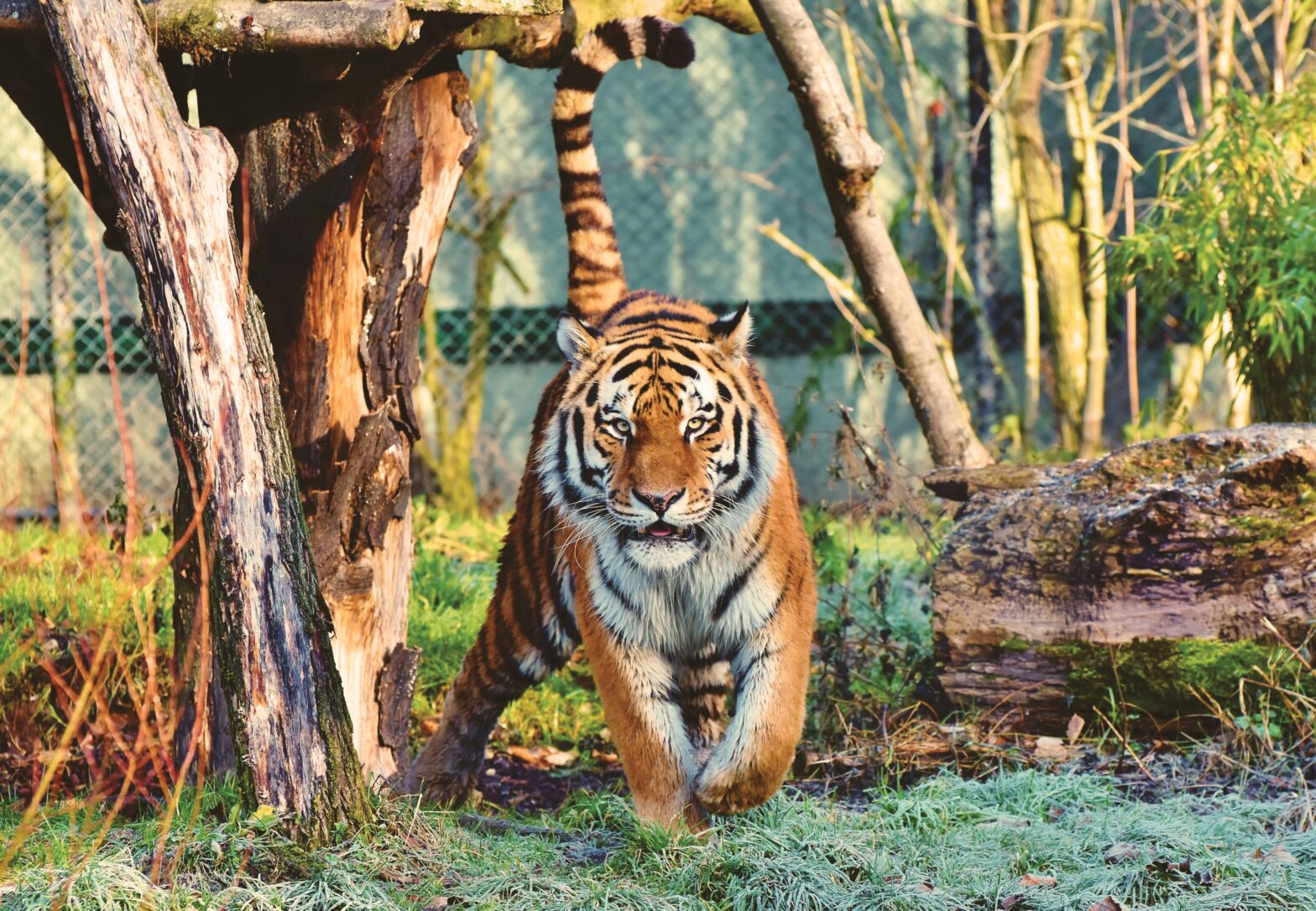 The Best Wildlife Parks in the World for an Animal Lover to Visit