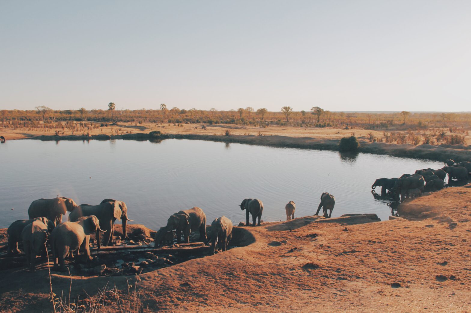 Africa's Wildlife Wonderland: Explore the Hwange National Park