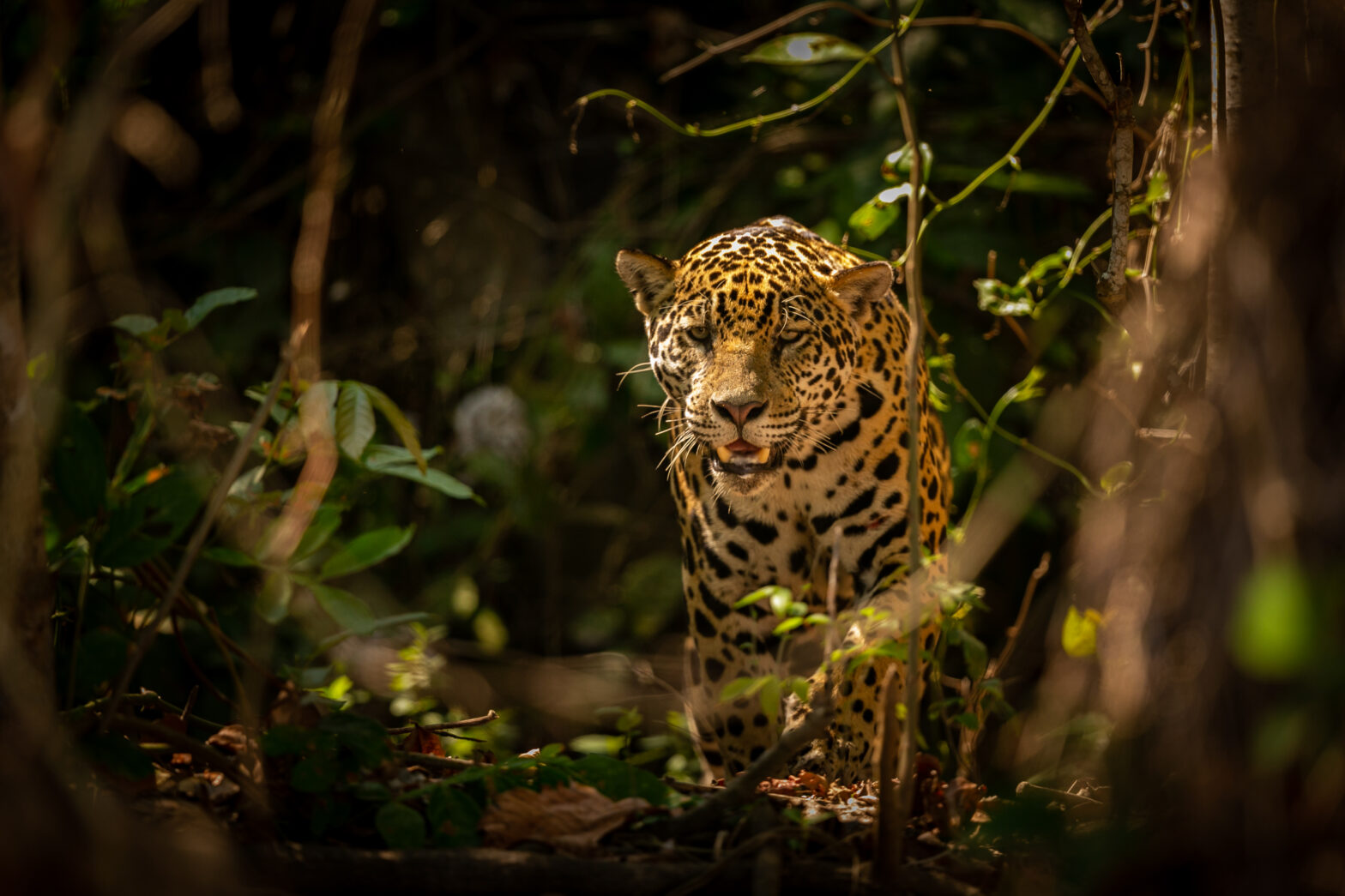 Exciting Pantanal Safari Adventures Await in South America