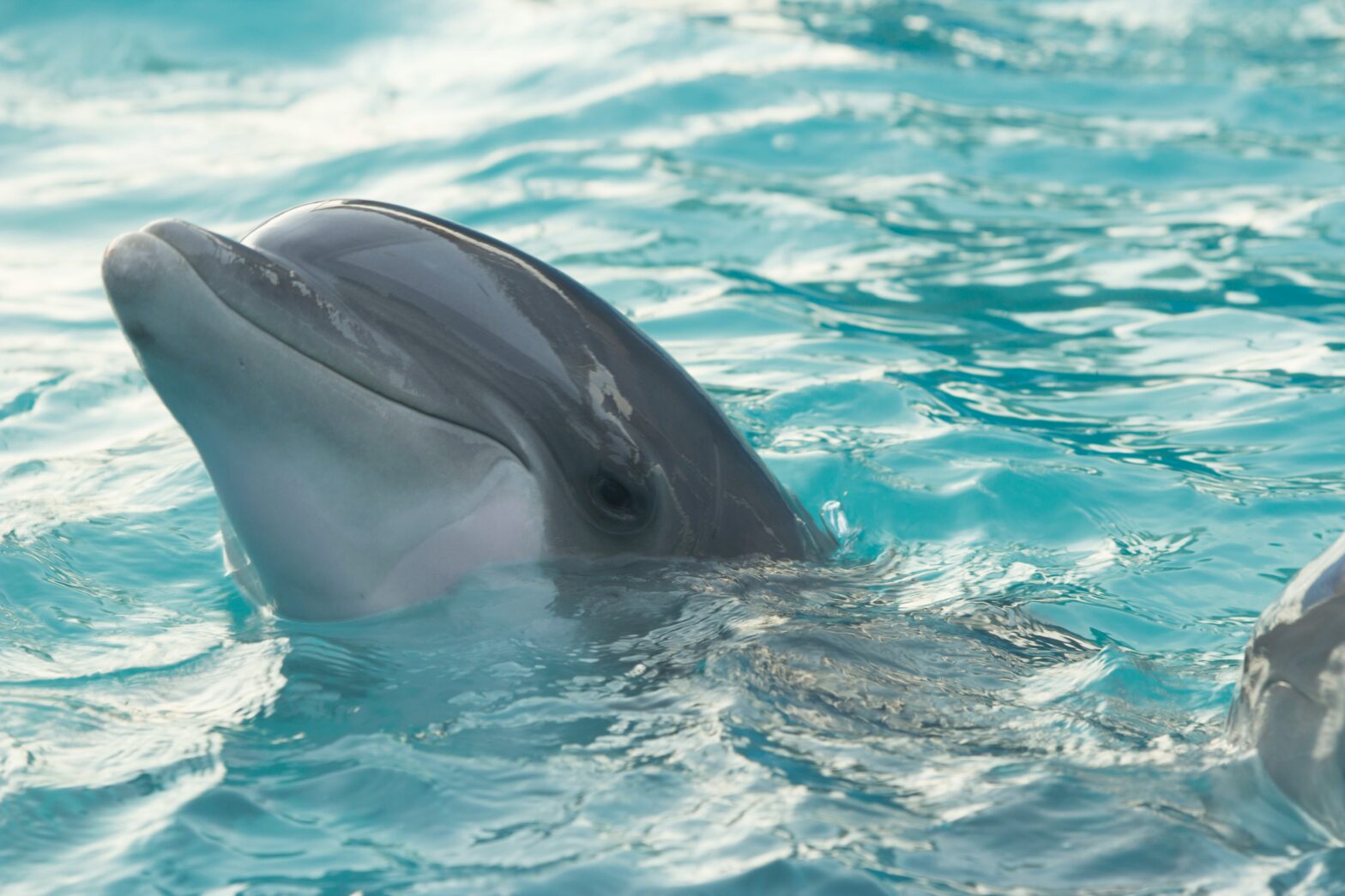 Swim with the Dolphins in These Five Destinations