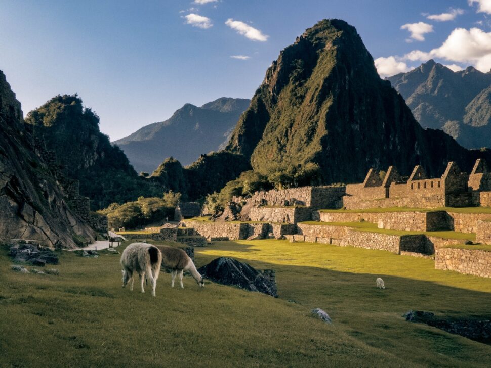 The favorite resident of Machu Picchu: llamas. 
