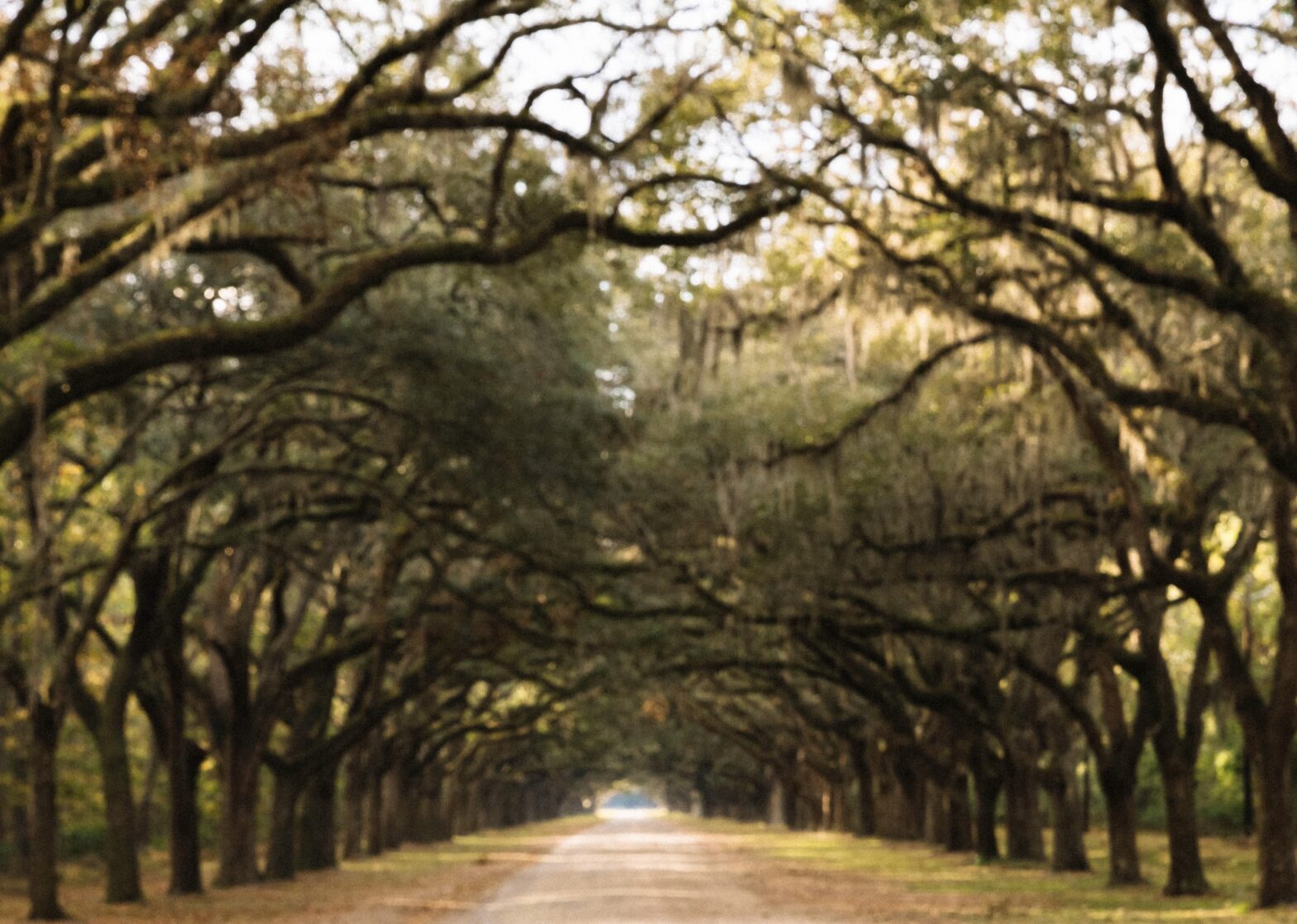 There are plenty of destinations to help determine where to stay in Savannah, Ga. Pictured: one of the beautiful roads leading into Savannah. This one has trees overarching above.