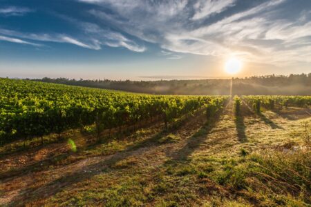 Some of the best things to do in Temecula California for a baecation are wineries. The sunshine and striking vineyards will impress visitors.