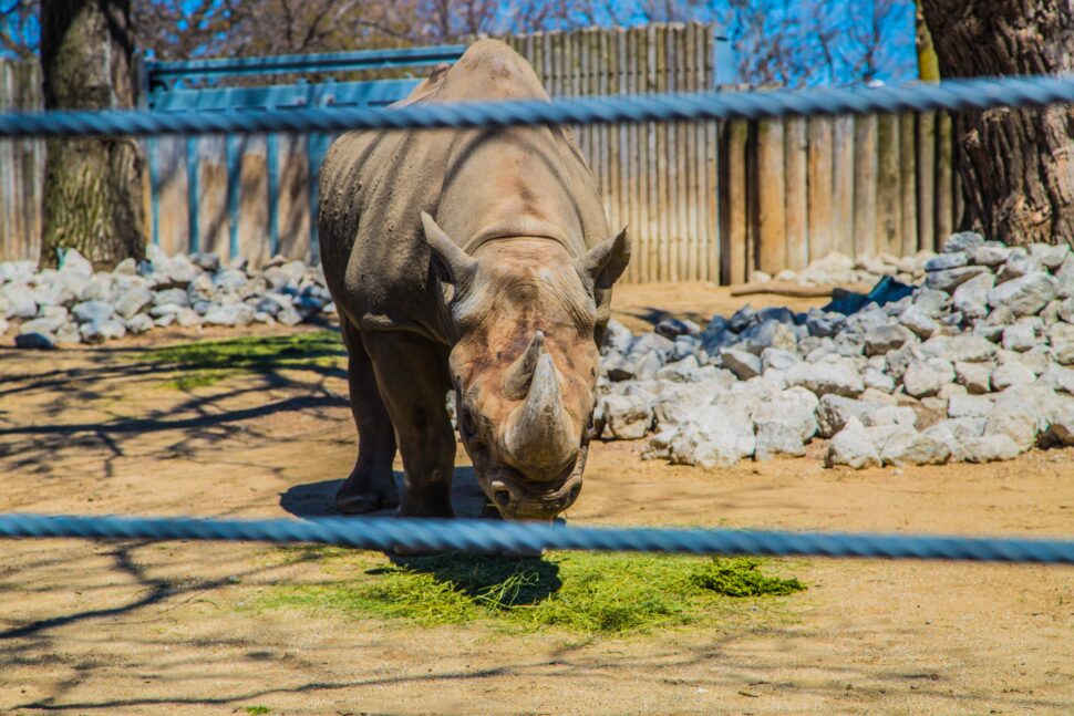 A rhino at the Chicago Zoo.