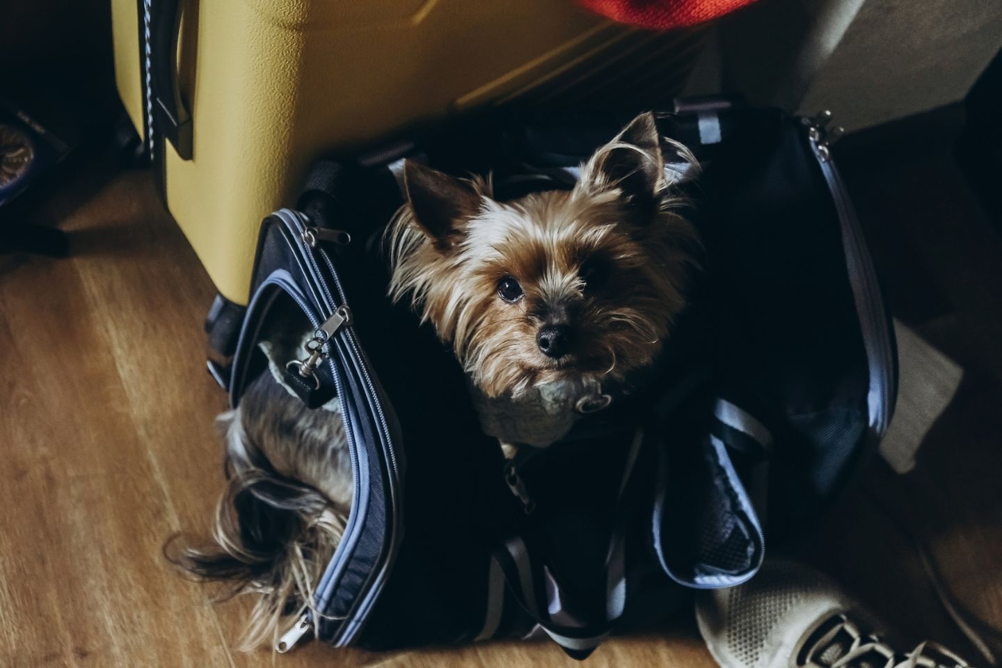 Pet Travel: Your Guide to Flying with Your Furry Friend
