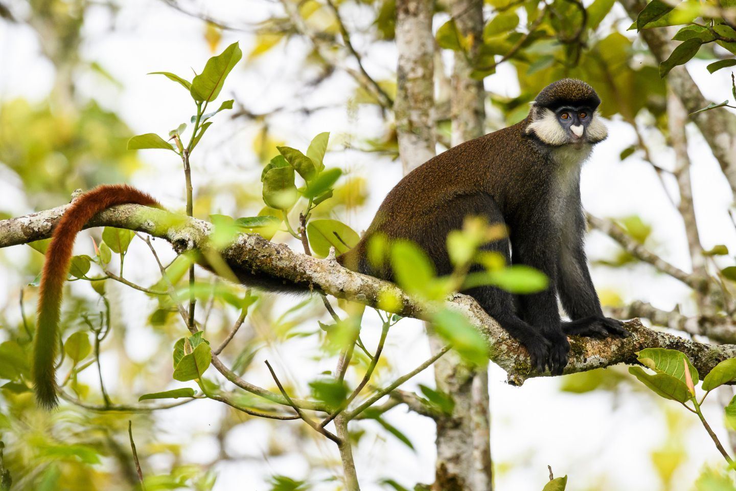 In Search Of Gold: Golden Monkey Tracking in Uganda