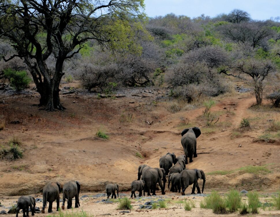 Conservation and sustainability are significant parts of African culture. Travelers can learn more about the countries that are doing the best in their sustainability efforts. Pictured: herd of elephants in Africa.