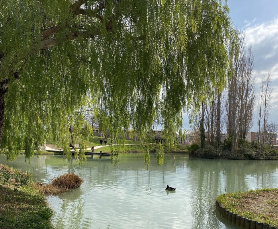 There are more settled arrondissements in Paris that offer solitude and relaxation, like the 14th district. 
pictured: A tranquil French park with sitting ducks on the pond water