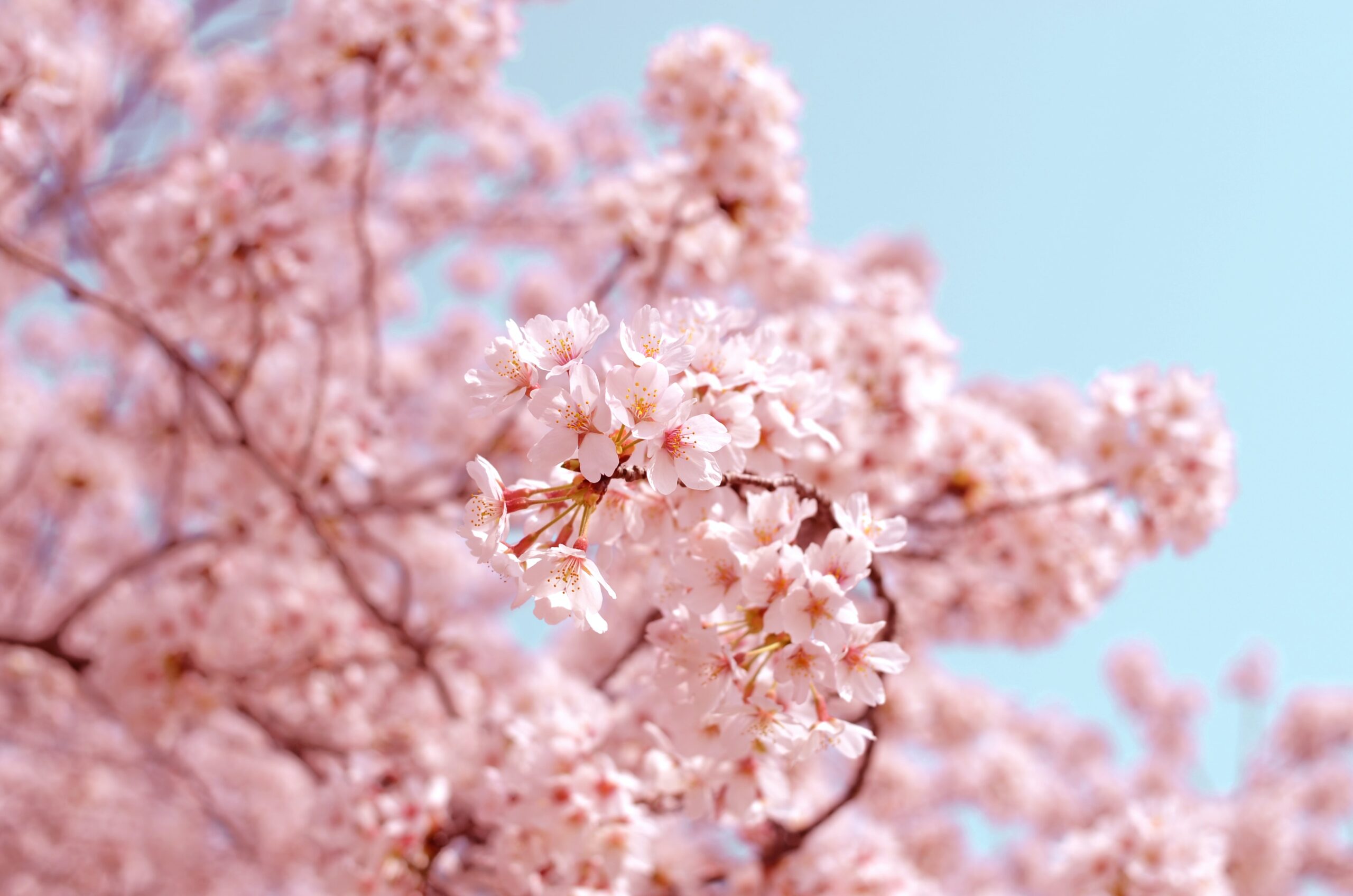 The Japanese Cherry Blossoms are an important cultural feature of its home country. 
pictured: A branch of warm pink cherry blossom flowers with a sky backdrop 