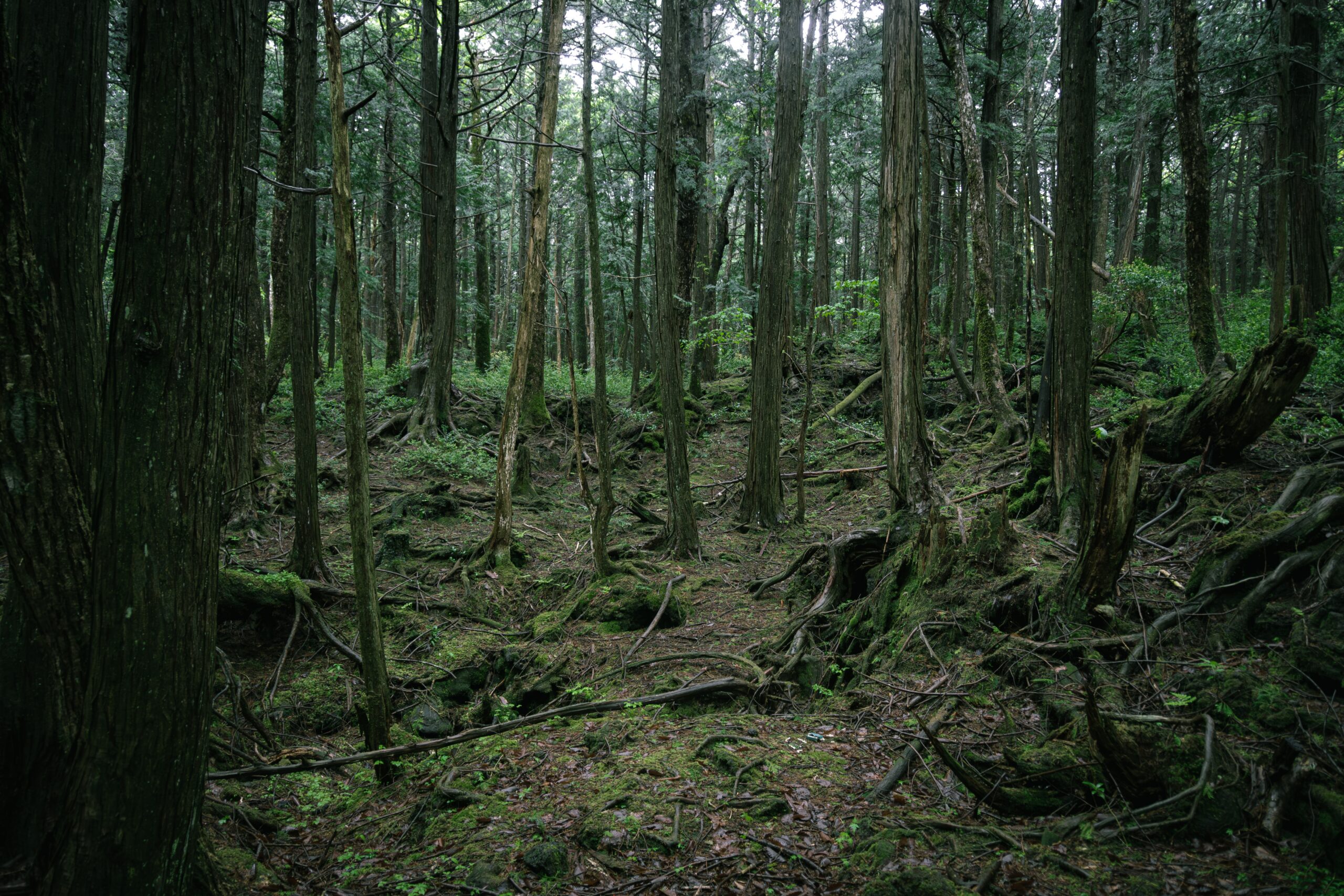 The Aokigahara Forest is mysterious to many people because it is not commonly frequented.
pictured: The empty Aokigahara Forest with a green mossy floor in the day time 