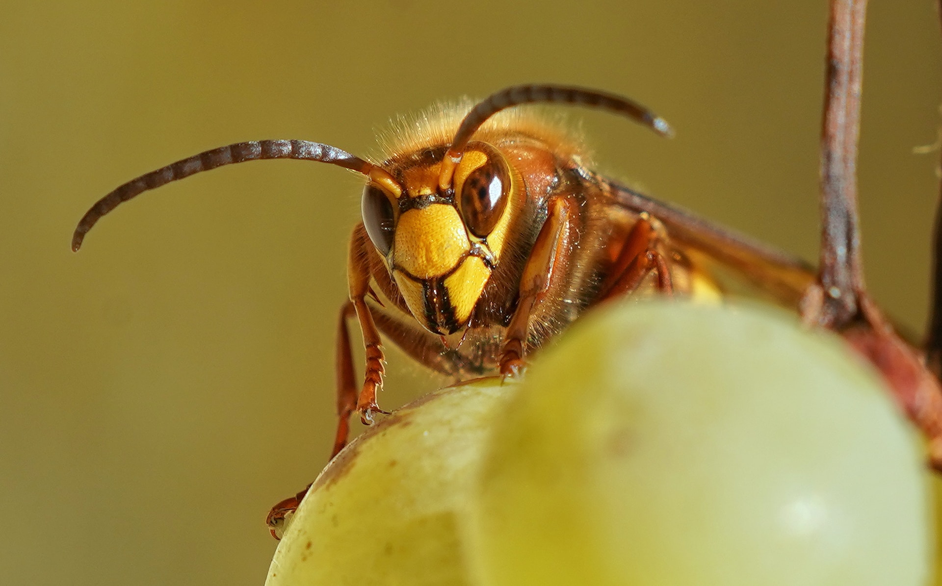 A hornet on a piece of fruit