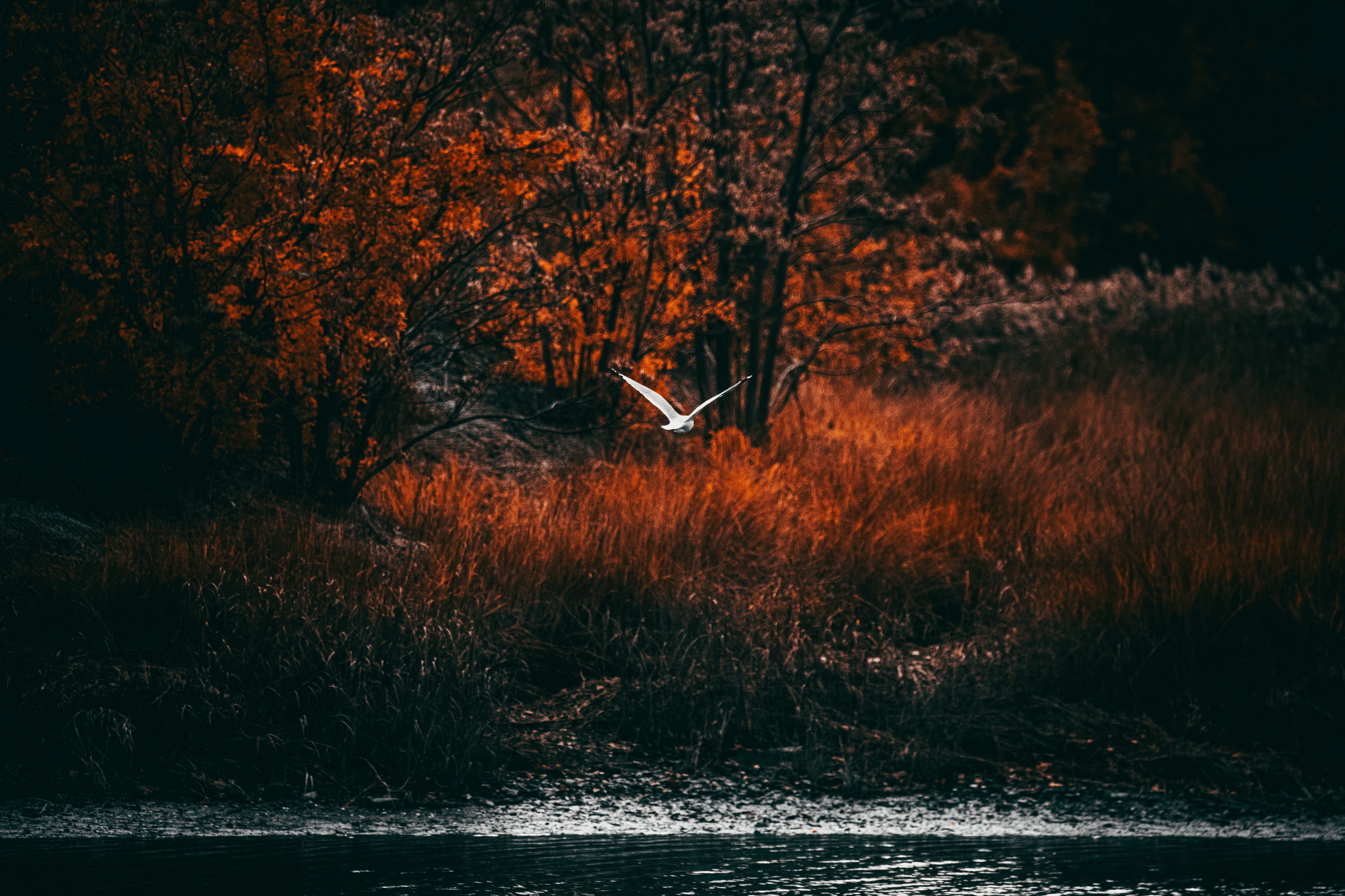 A road trip throughout New England is a great way to spend time in fall. 
pictured: a New England river with bright red trees and a single bird flying over the water