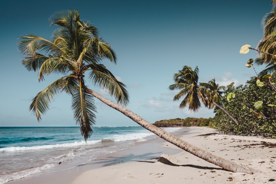 A tree fallen over on a beach in Martinique.