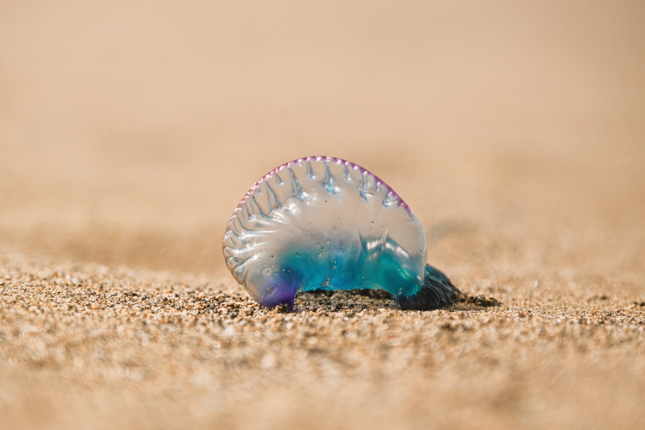 There are many reasons travelers of Bermuda should be cautious when entering the beach waters. 
pictured: a Portuguese Man of War washed up on the beach 