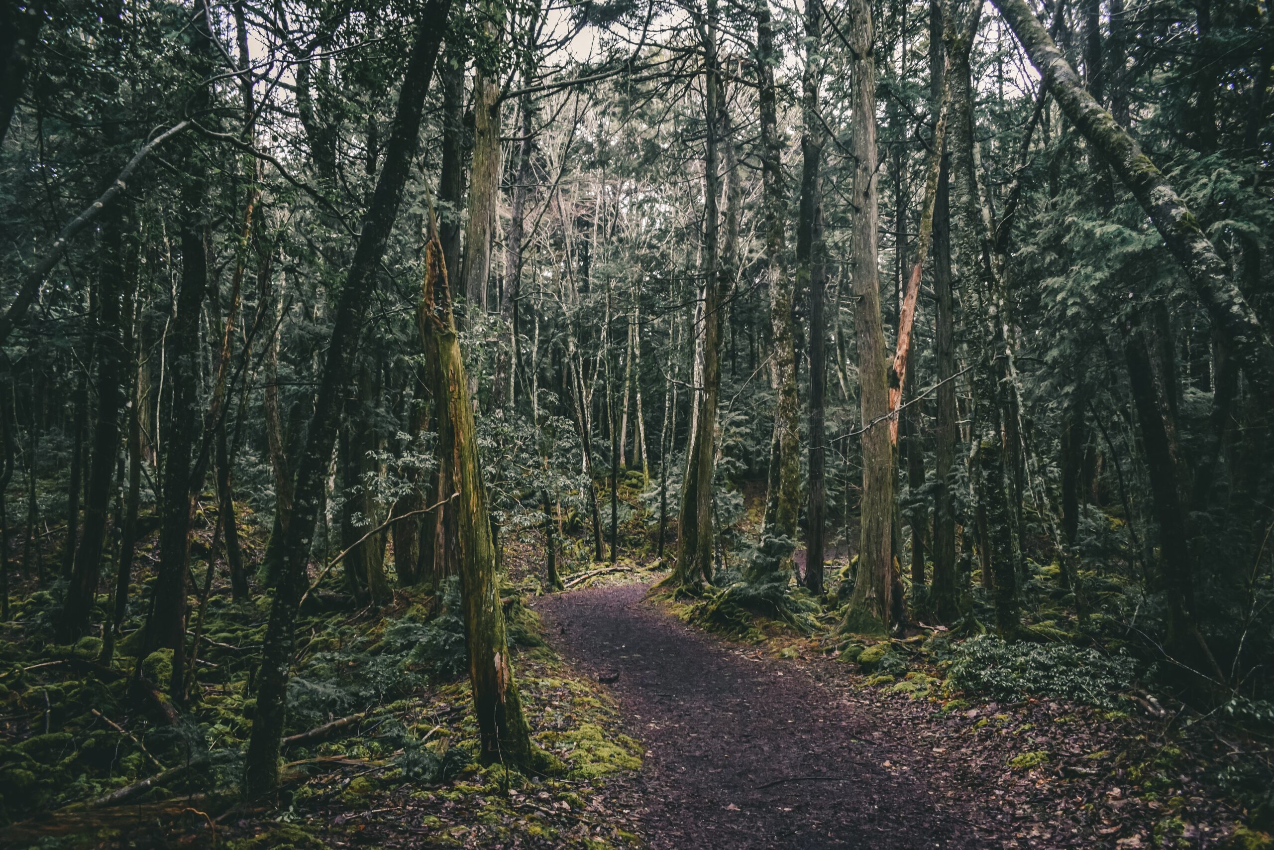 Tourism in Aokigahara Forest is a touchy subject, due to the dark history of the destination.
pictured: A trail on the Aokigahara Forest with a dark looming atmosphere