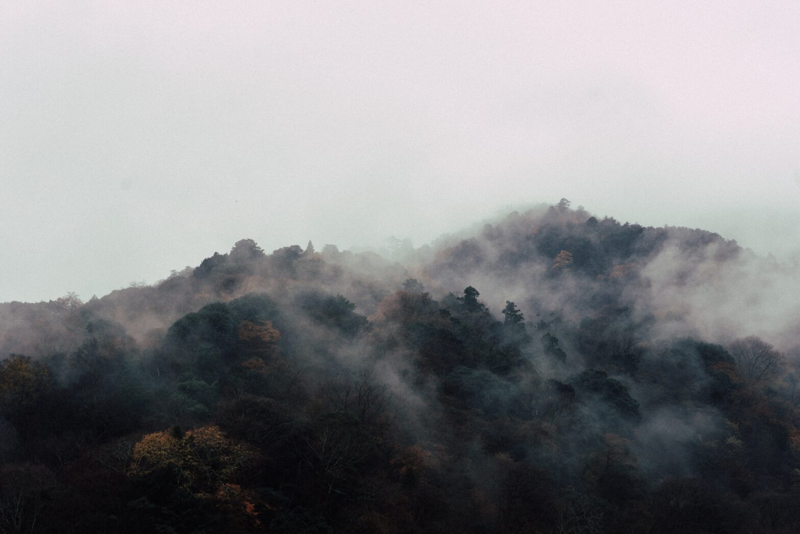 The Eerie History of Aokigahara: Japan’s Suicide Forest