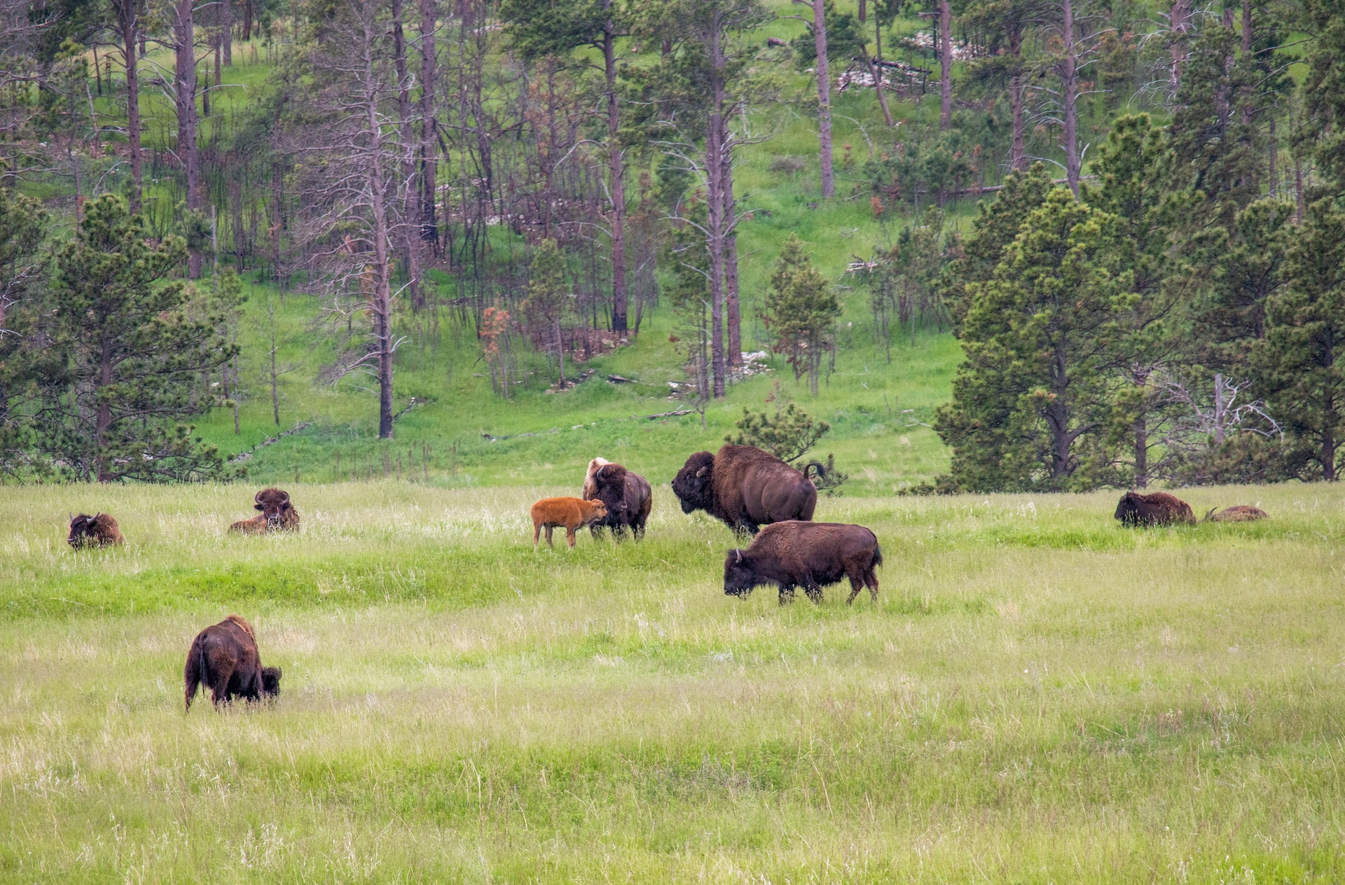 Park with bison in south dakota