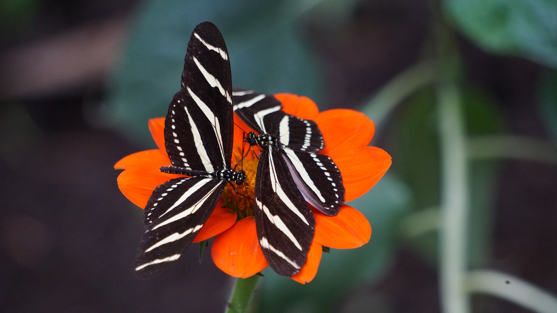 Black and white butterflies on an orange flower