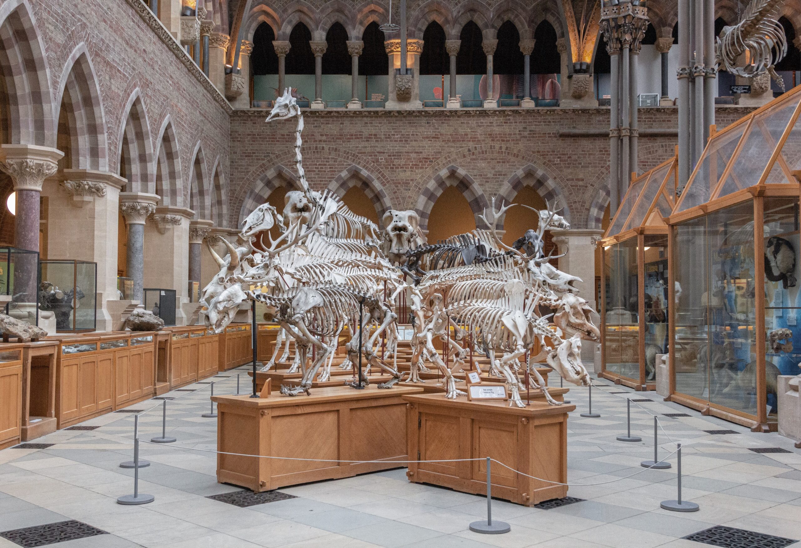 The Oxford Museum of Natural History is an incredible attraction for tourists to visit. Due to its closeness to Oxford University, it is a great last stop for those coming from London.
pictured: the interior of the Museum of Natural History in Oxford, with dinosaur skeletons on display 