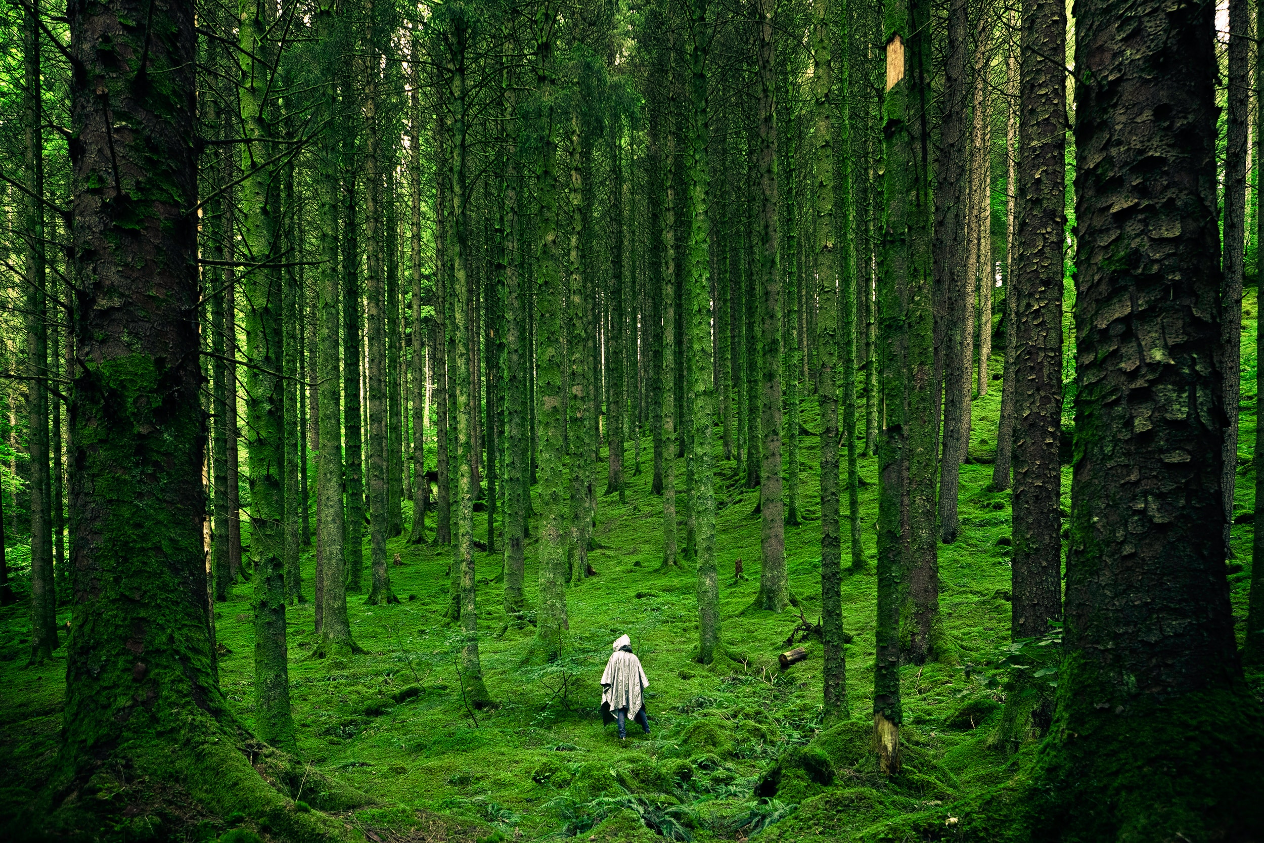 Japanese culture and mythology contributes to the reputation of the Aokigahara Forest. 
pictured: A flourishing green Japanese forest with a single person wearing a white poncho walking through
