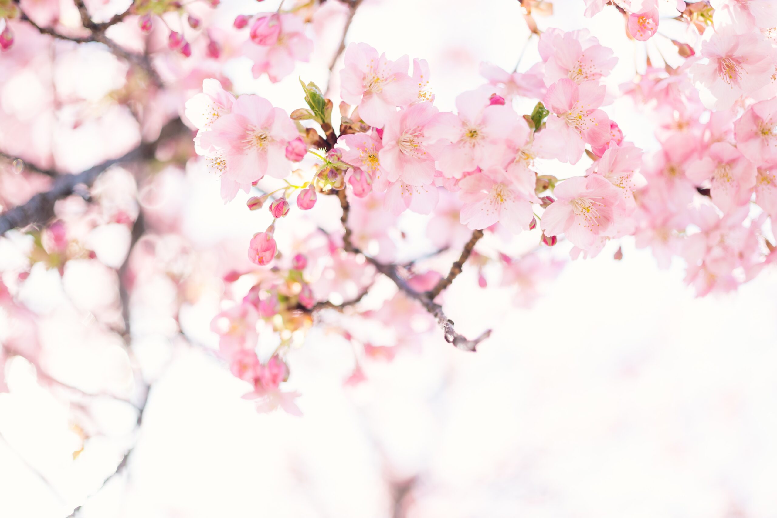 The Japanese Cherry Blossom is a cherished symbol of Japanese culture. 
pictured: an up close look at the pink and delicate sakura with a bright background 