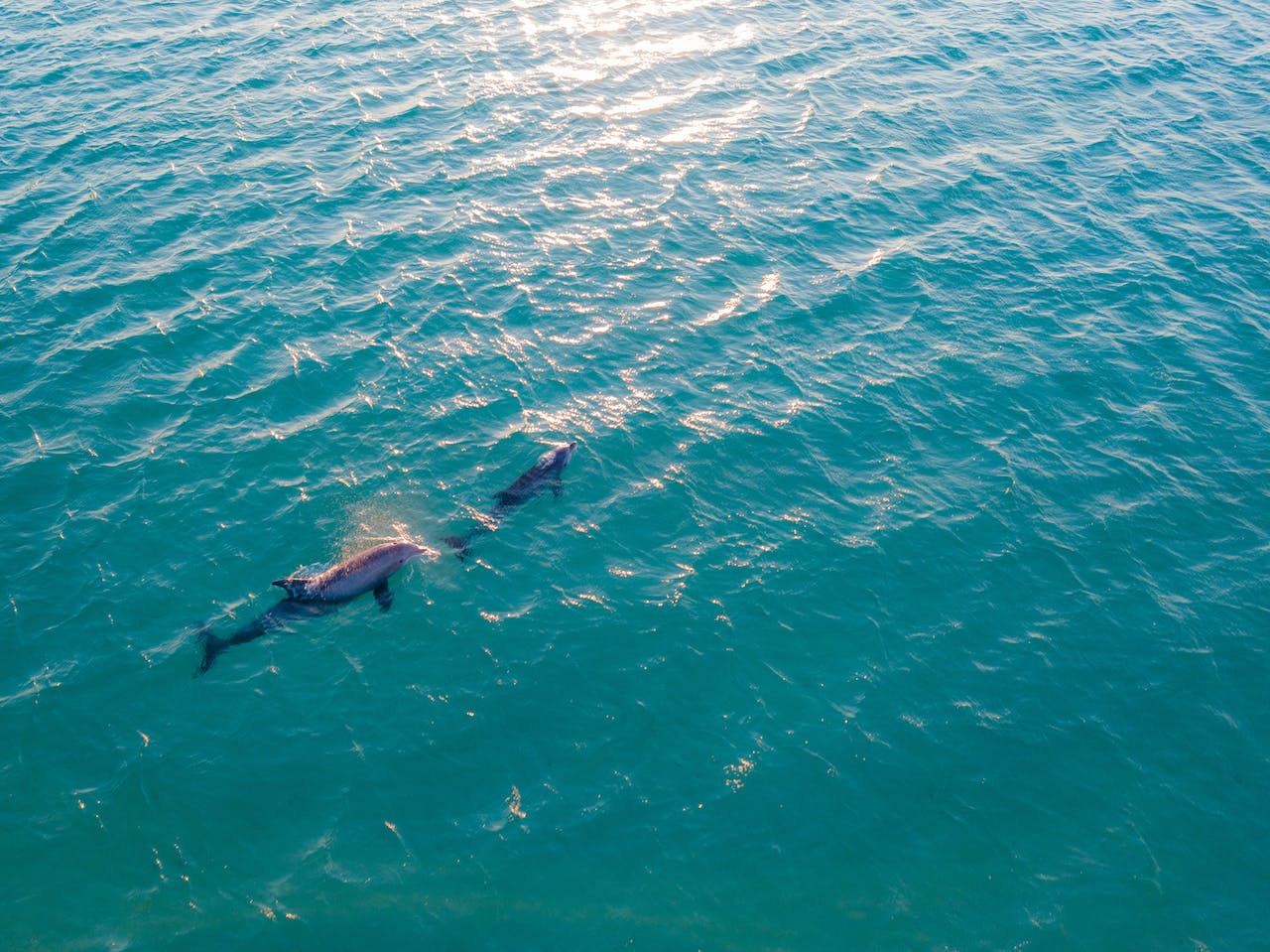 Two dolphins swimming in the ocean