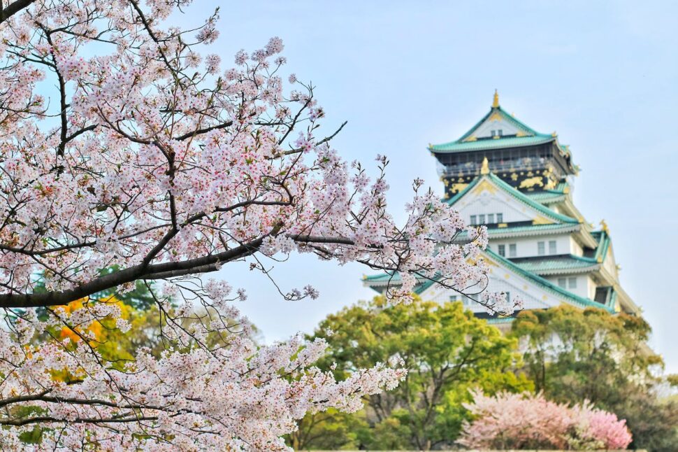Japanese cherry blossoms in Osaka